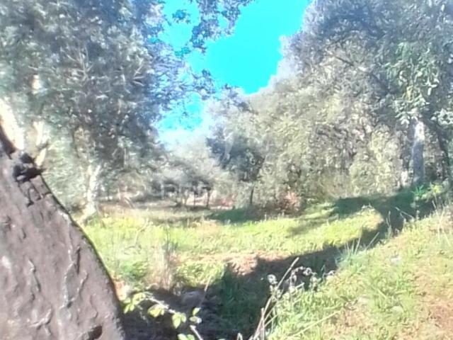Terreno Rustico em S. Julião