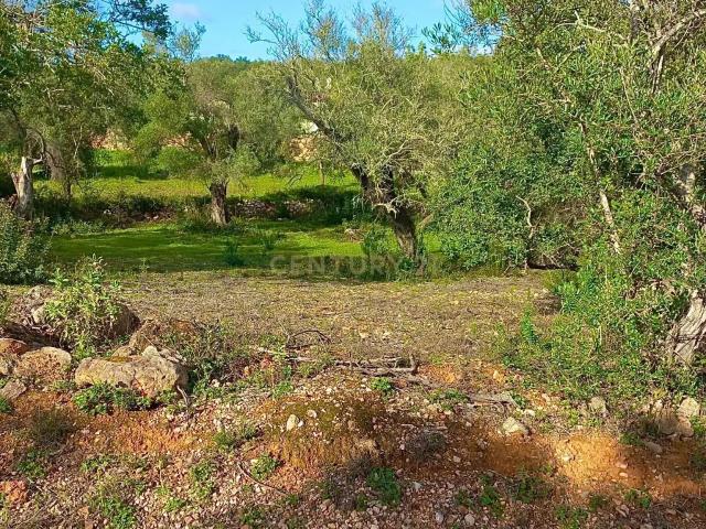 TERRENO RUSTICO EM QUERENÇA COM 1650m2