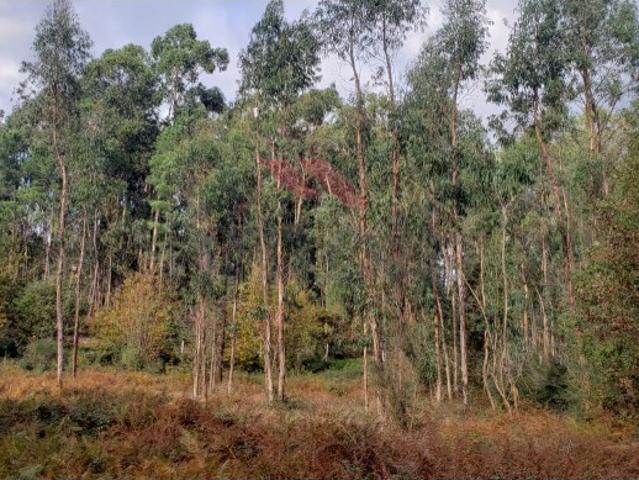 Terreno Rústico em Rebordões Ideal para Projetos Agrícolas