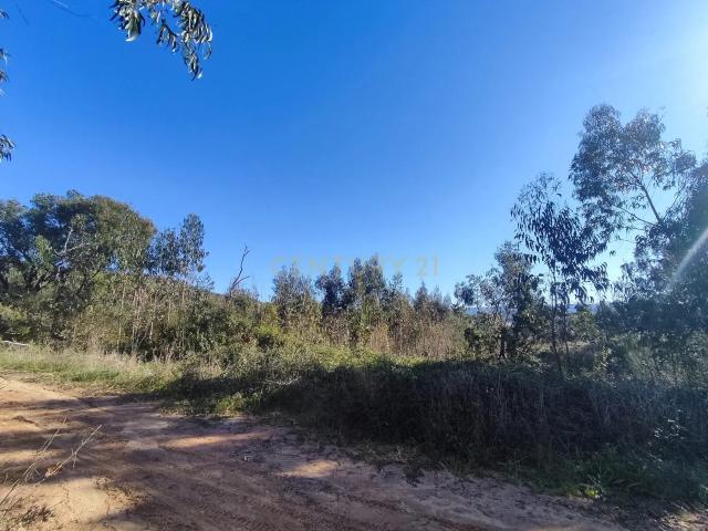 Terreno Rustico em Vale Rendeiro Maiorga