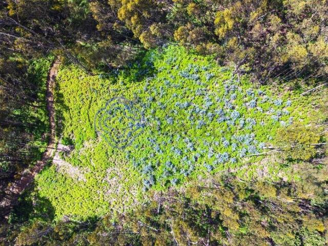 Terreno Rústico em Zona Agroflorestal — Fonte dos Almocreves, Santa Cruz, Madeira