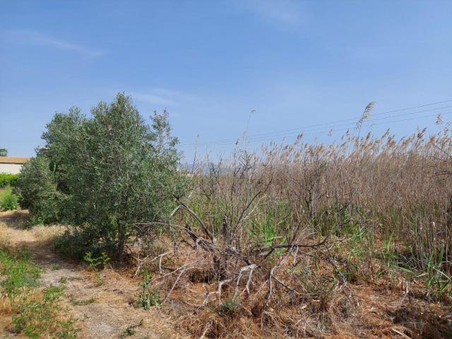 Terreno Rustico en ALQUERIAS