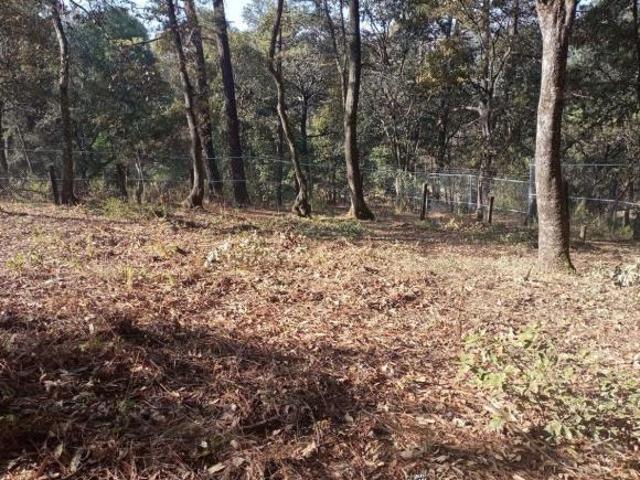 TERRENO RUSTICO, EN SAN MARTIN CACHIHUAPAN