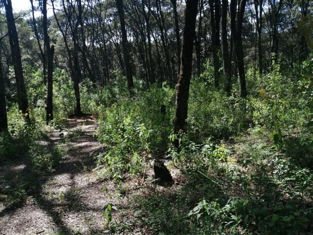 TERRENO RUSTICO EN SANTA CLARA, MORELOS