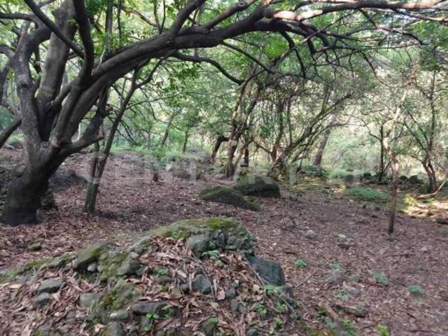 Terreno rustico en Venta en El Golan, Tlayacapan, Morelos