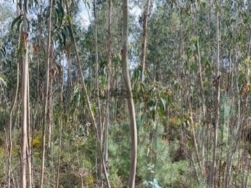 Terreno rústico junto a Anta Vende se 360 m2 40 000€ TND