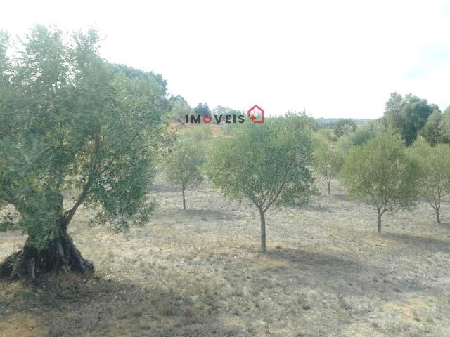 Terreno Rustico OLIVAL Casais da Igreja/Achete