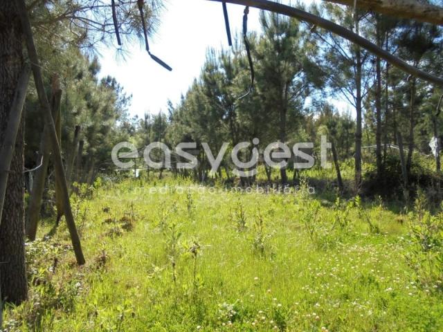 Terreno Rústico com mais de 1 hectare de área a 5 km do centro da vila de Ferreira do Zêzere