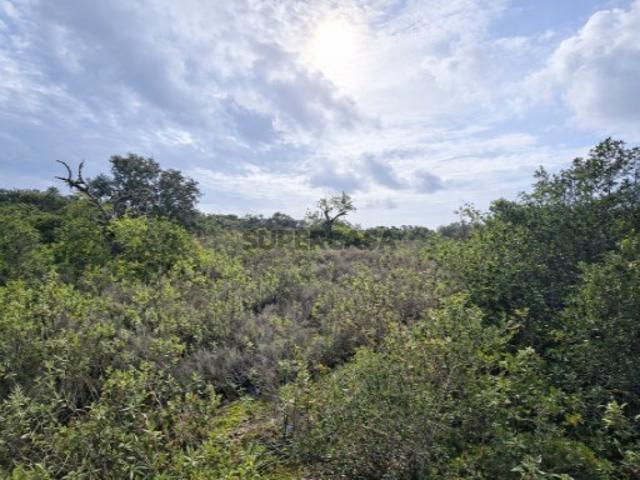 Terreno Rustico Moncarapacho Tranquilidade e Natureza no Sotavento Algarvio