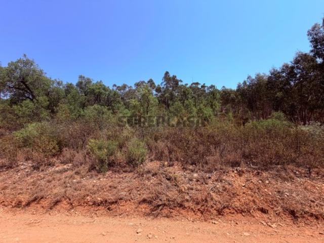 Terreno Rústico Milhariças, Mouriscas, Abrantes | 3.520 m²