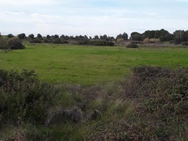 Terreno rústico no Cartaxo, área de 7.300 m2, junto a estrada municipal