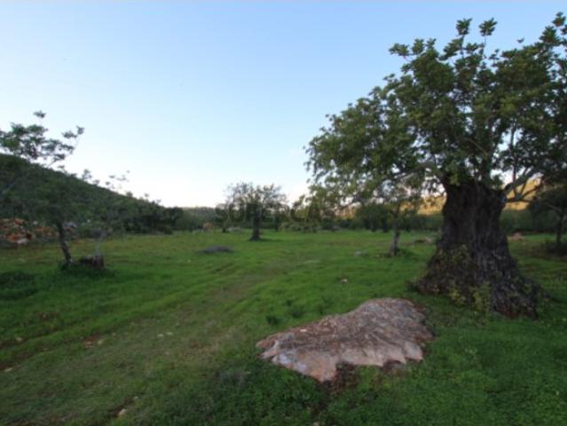 Terreno Rústico com Oliveiras em S. Brás de Alportel