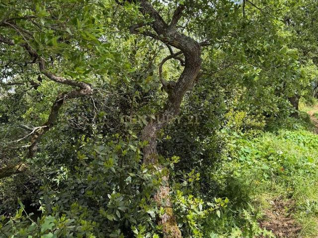 Terreno Rústico para venda