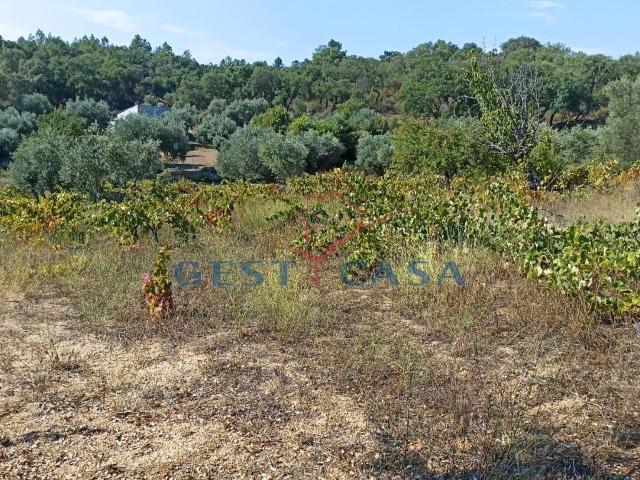 TERRENO RÚSTICO PARA AGRICULTURA