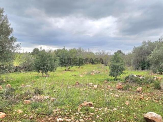 Terreno rustico, plano com Alfarrobeiras e Oliveiras em Alte, Loulé