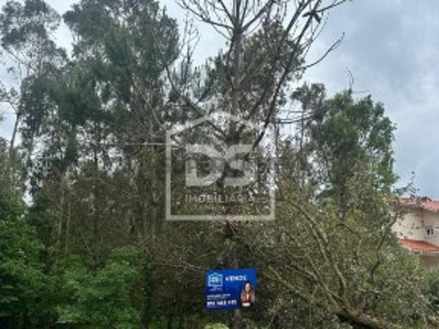 Terreno Rústico Venda em São Mamede,Batalha