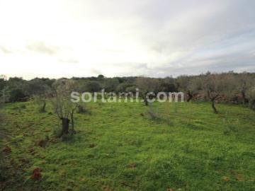 Terreno Rústico Venda em São Bartolomeu de Messines,Silves