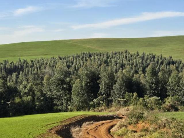 Terreno Rural para Venda em Prudentópolis, Zona Rural