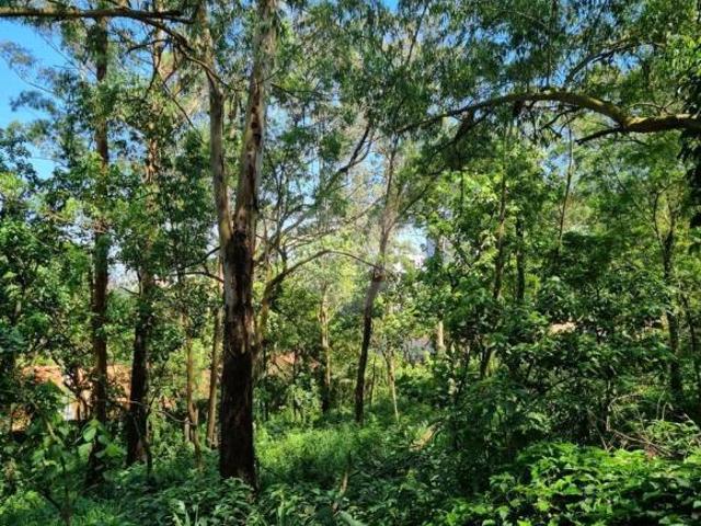 Terreno residencial Condomínio Horto do Ipê 3.457m São Paulo Zona Sul