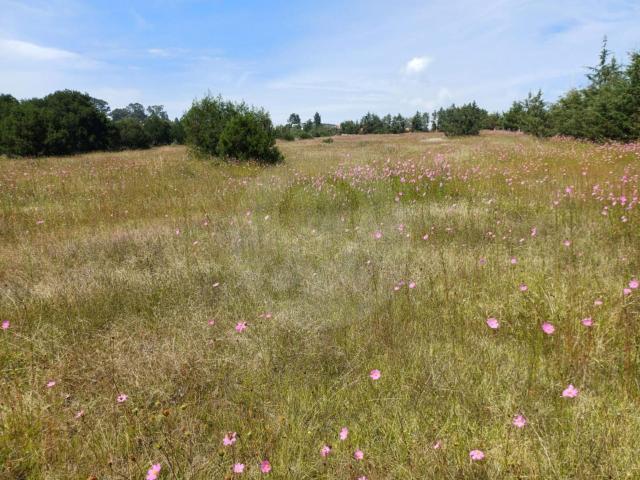 Terreno en venta en Huasca de Ocampo Centro