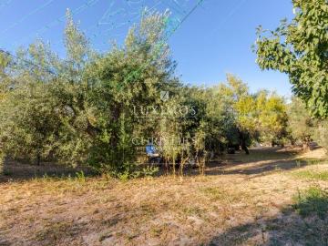 Boliqueime, Loulé, Distrito de Faro, Algarve
