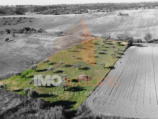 Terreno Situado em D. Belida, com 7400m²