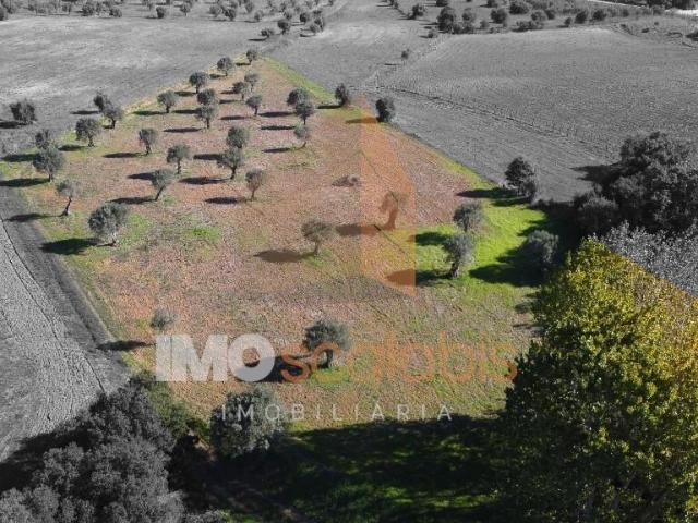 Terreno Situado na Azoia de Baixo