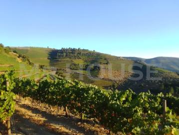 Terreno Soutelo, Douro Vinhateiro