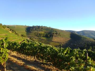 Terreno Soutelo, Douro Vinhateiro