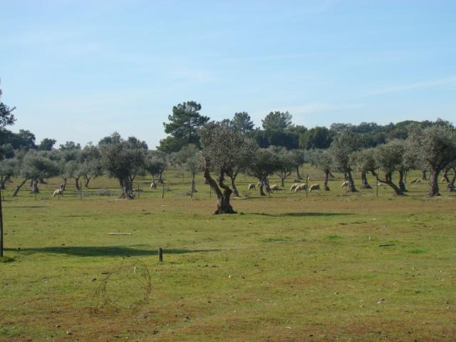 Terreno Torrão