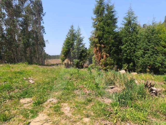 Terreno urbanizável com 11500m2 em Castanheira do Vouga!