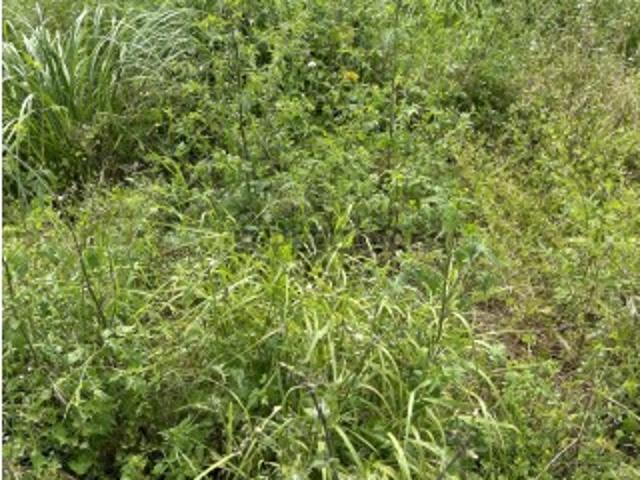 Terreno Urbano