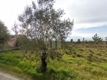 Terreno urbano à venda em São Lourenço do Barro, concelho de Anadia, distrito de Aveiro