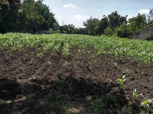 Terreno Urbano en Campo el Marqu?s, Yautepec, Morelos