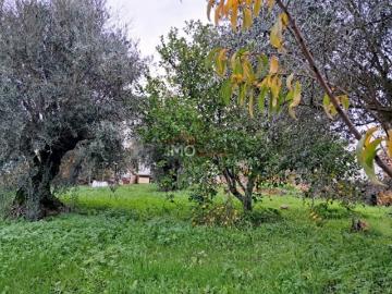 Terreno Venda em Fortios,Portalegre