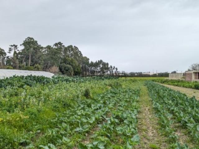 Terreno Venda em Glória e Vera Cruz,Aveiro