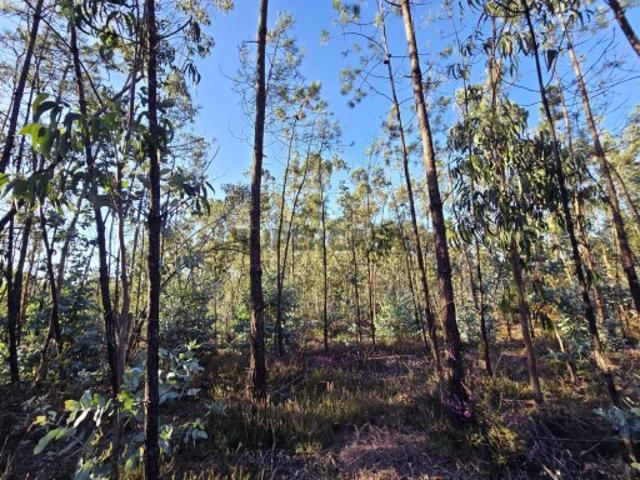Terreno Venda em Laundos,Póvoa de Varzim