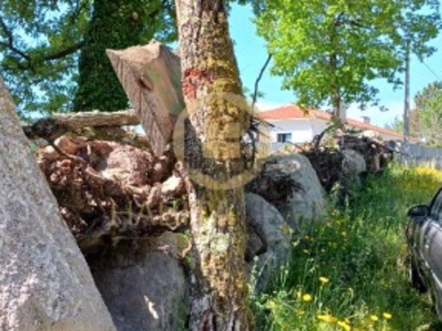 Terreno, Viseu