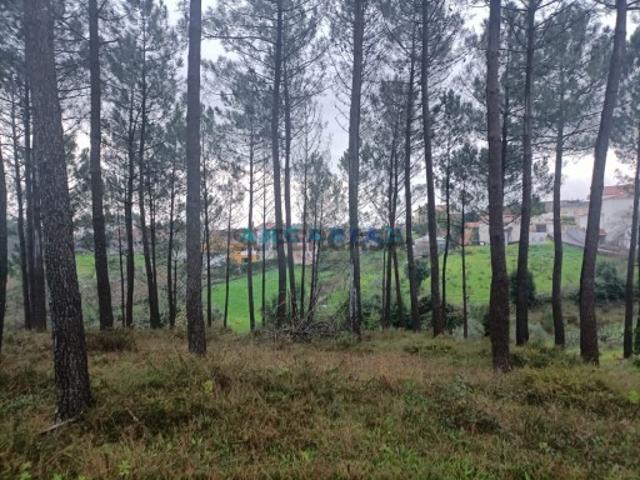 Terreno Venda em Santa Catarina da Serra e Chainça,Leiria