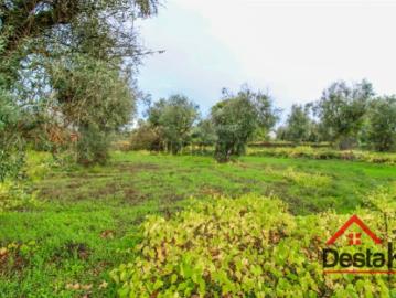 Terreno Venda em Silgueiros,Viseu