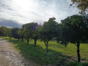 Terreno Venda em Treixedo e Nagozela,Santa Comba Dão