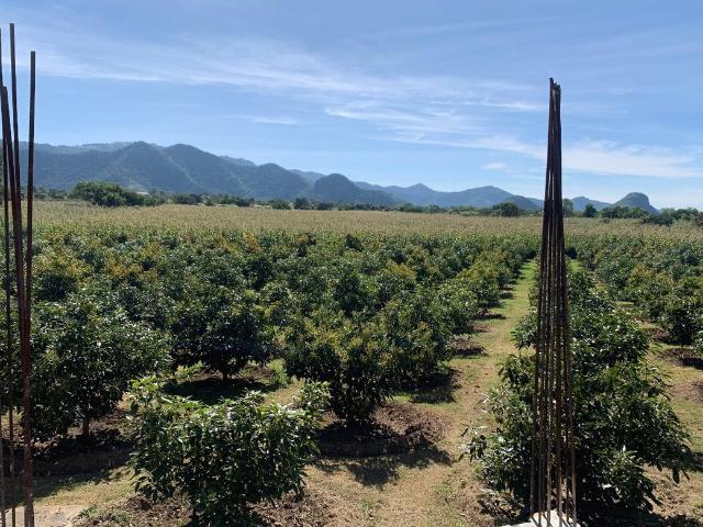 Terreno Venta Malinalco, con 240 arboles de aguacate