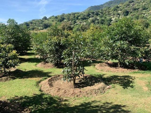 Terreno Venta Malinalco, con 240 arboles de aguacate