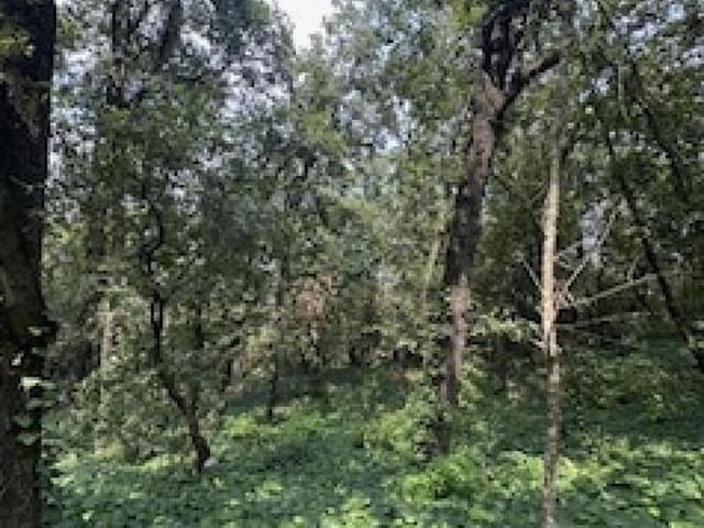TERRENO VENTA OLINALA