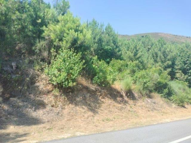 Terreno | Vila Real | 57 Hectares