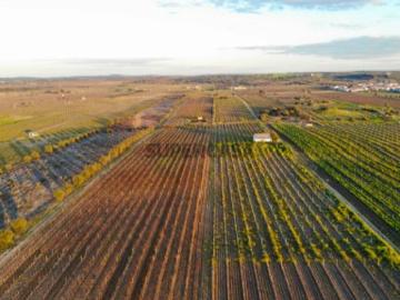Terreno / Vinha em Reguengos de Monsaraz 7,35 Hectares