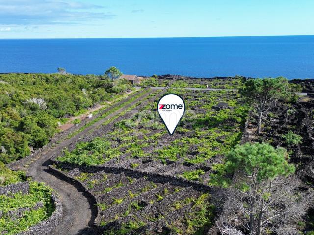 Terreno vinhedo com 2.835 m², em São Caetano, na Ilha Pico