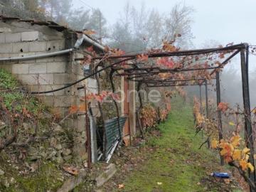 Terreno vinícola com anexo para reforma em Medrões