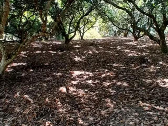 Terreno Xilitla