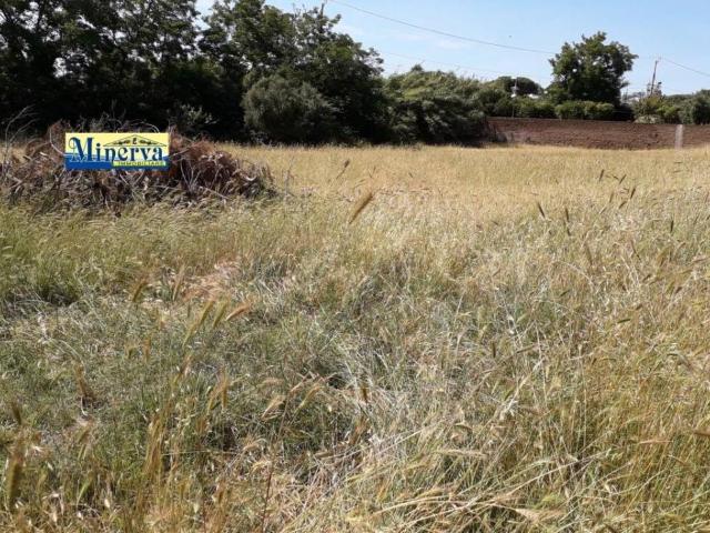 Terreno 1700mq